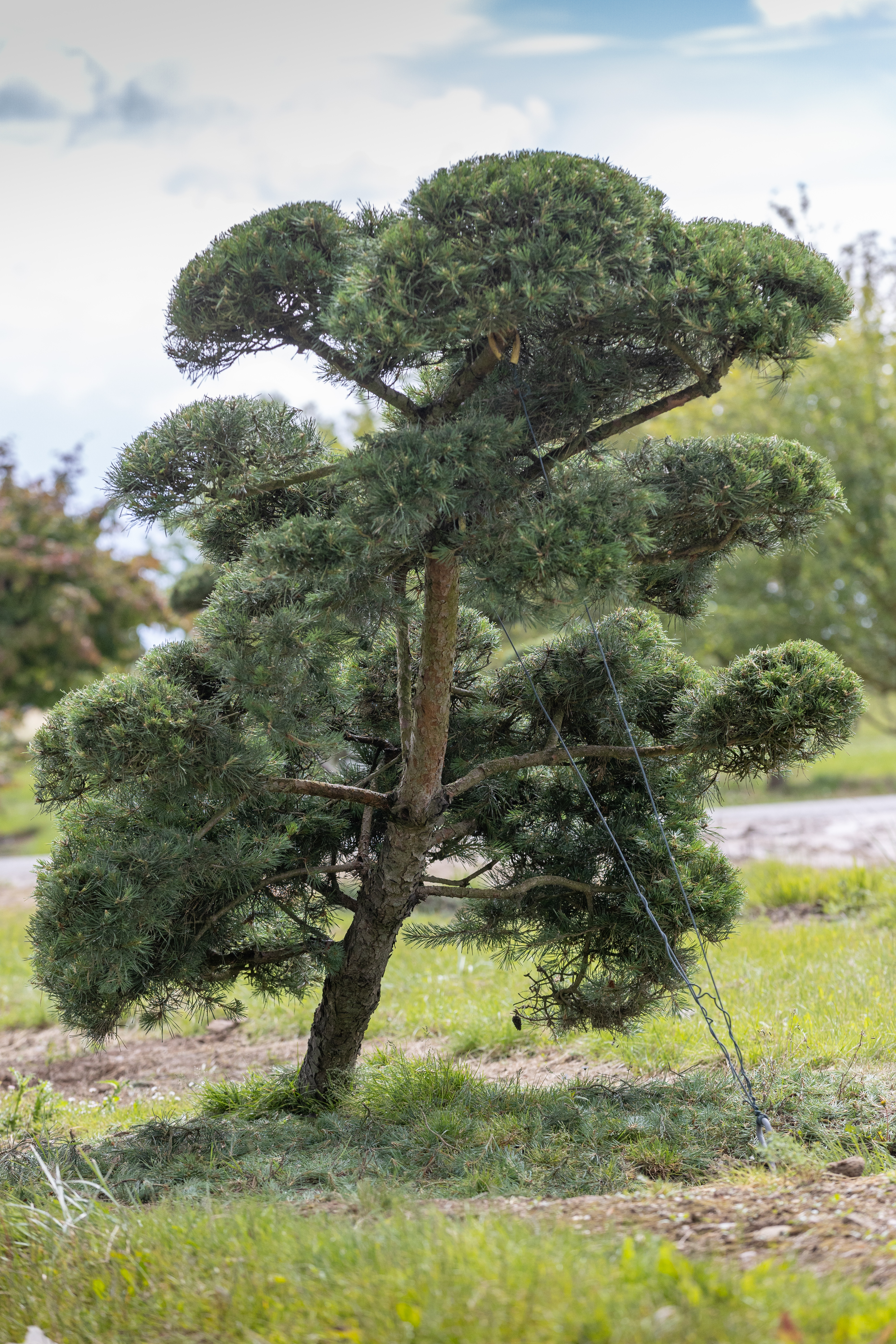 Pinus sylvestris Windflüchter Bonsai 
